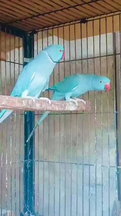 Blue Ring nick pair agr 4 year plus
