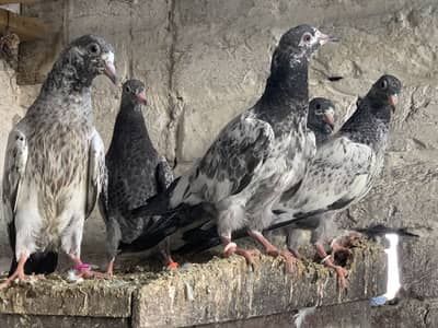 BREADER PAIR BABY PIGEONS