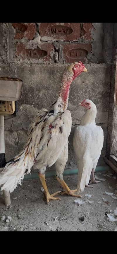 aseel pair