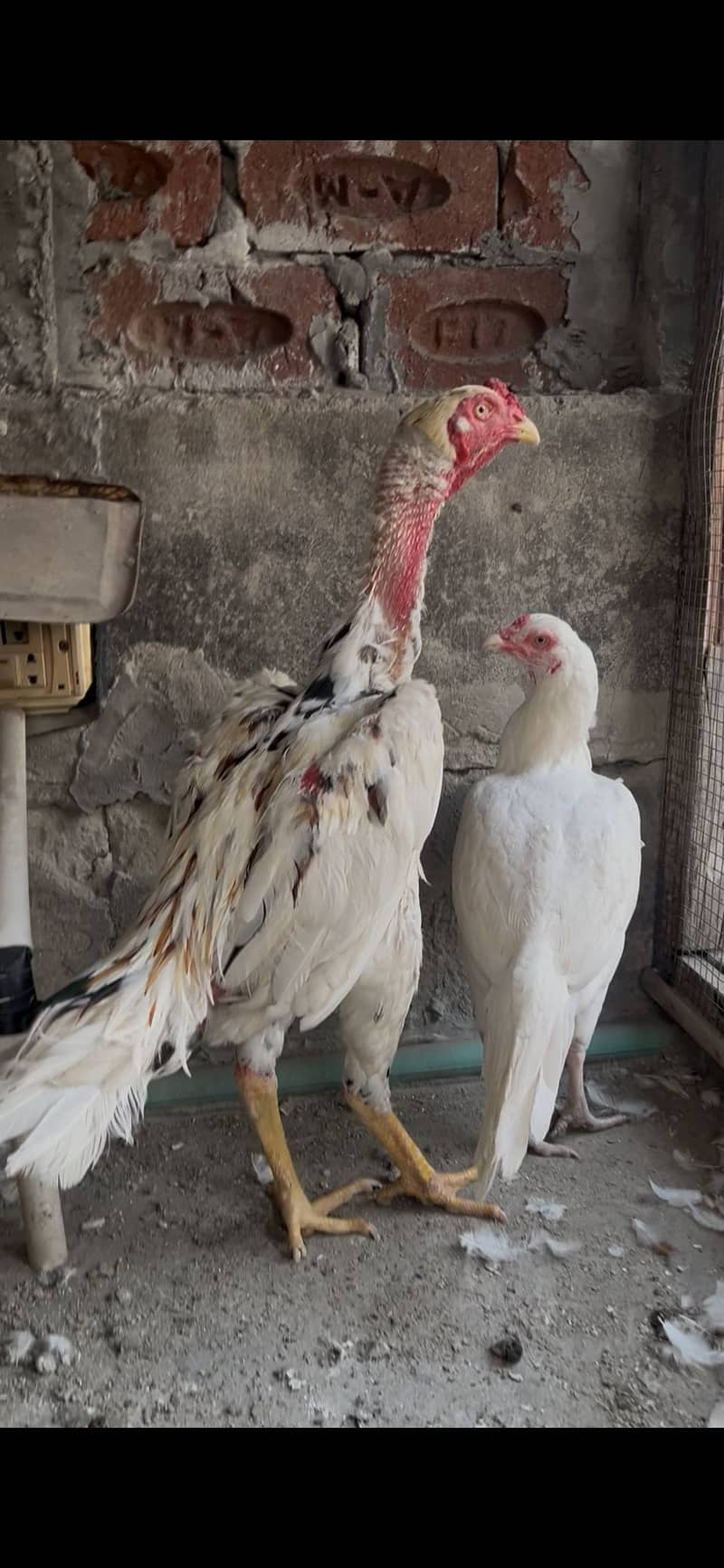 aseel pair 0