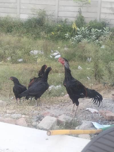 4 English Aseel Birds