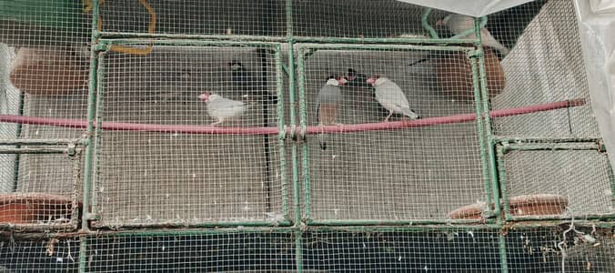 best quality jawa finches