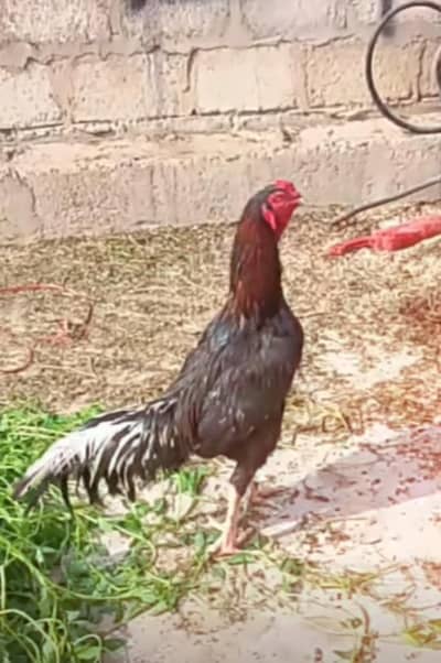 aseel murga ha all oka ha 3300 price final