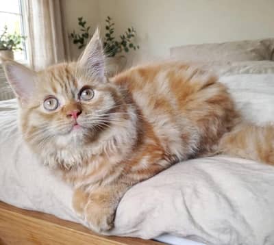 pure persian kitten female available home breed. . .