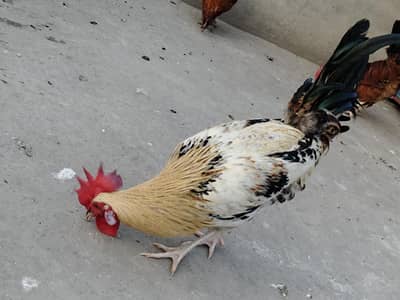 desi hen or cock