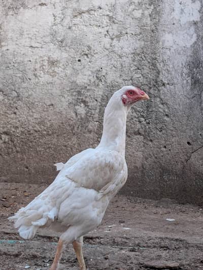 Paper white Heera quality female for sell Whatsapp: 03159640025