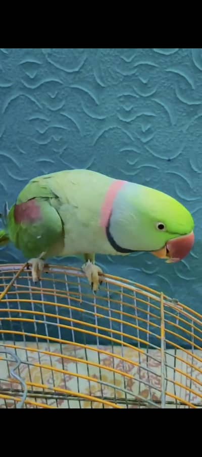 kashmiri Raw Parrot