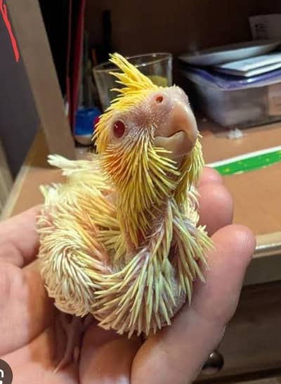 Common or pied cockatiel chicks pin feather available.