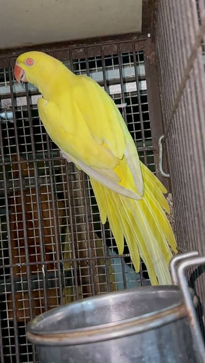 Yellow red eyes breeder female