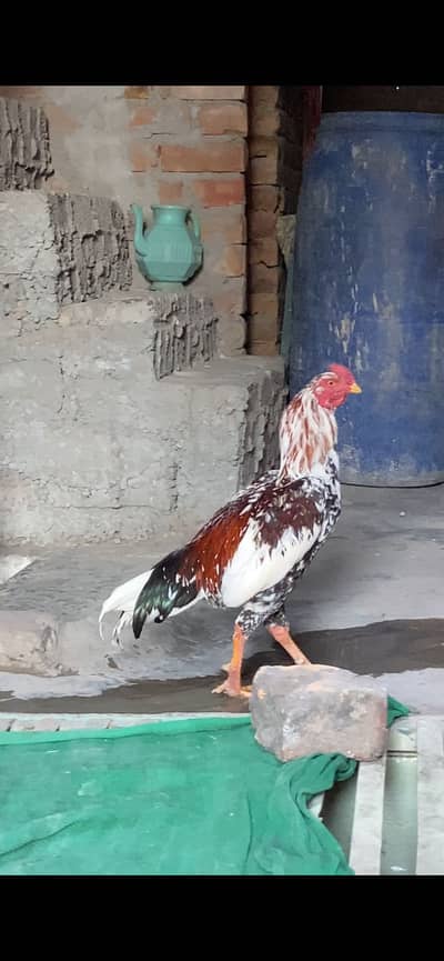 2 aseel murga for sale
