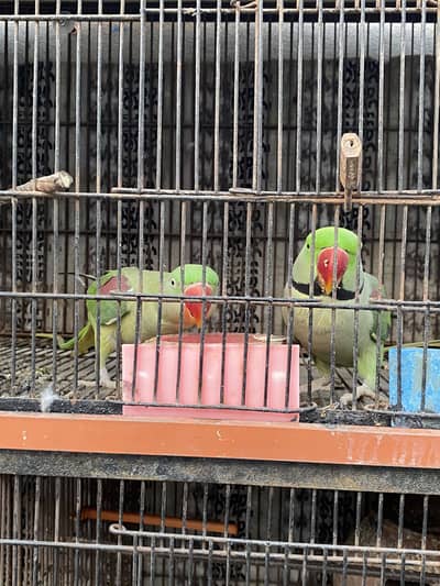 Raw Parrots Pair Breeding Pair Complete Setup With Heavy Cage And Box
