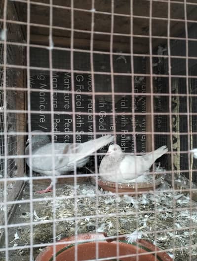 Breeder pairs