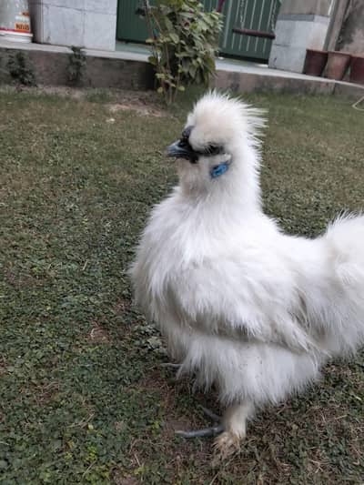 Silkie Male for Sale