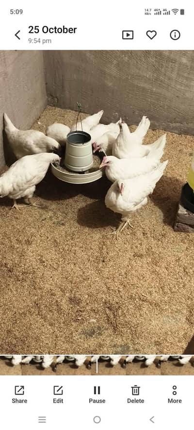 Sandy Hens Healthy and Active