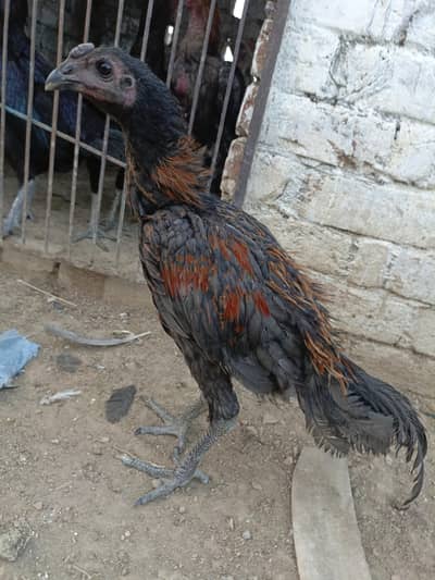 Dragon  breed available