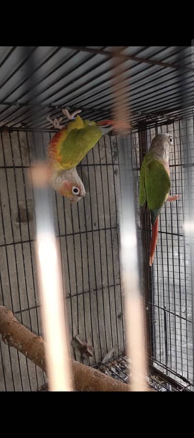 2 pair pineapple conure dna