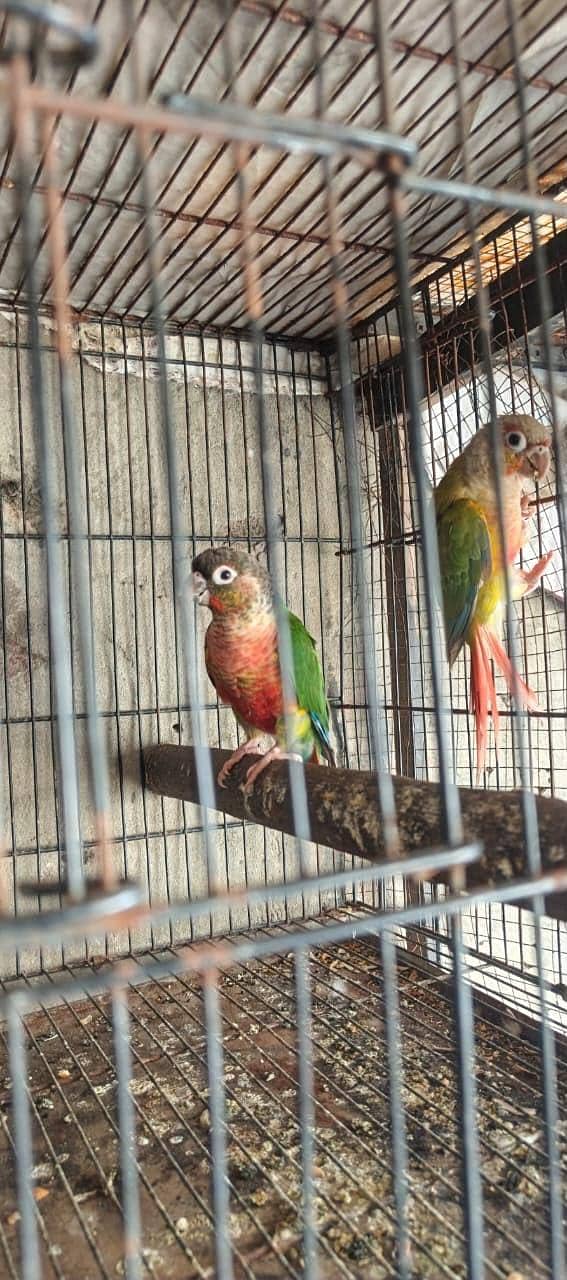 2 pair pineapple conure dna 1
