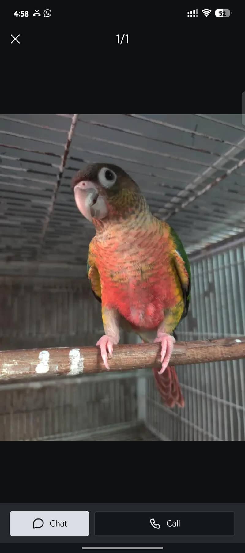 2 pair pineapple conure dna 8