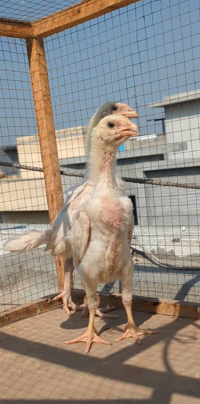 sale top quality long heighted white german o shamo chicks
