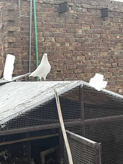 Healthy and active sherazi pair for sale