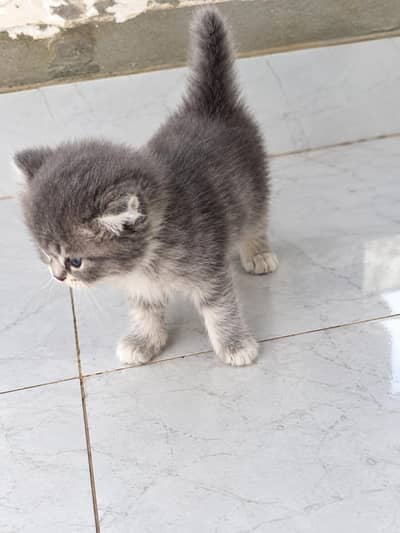 Persian kittens