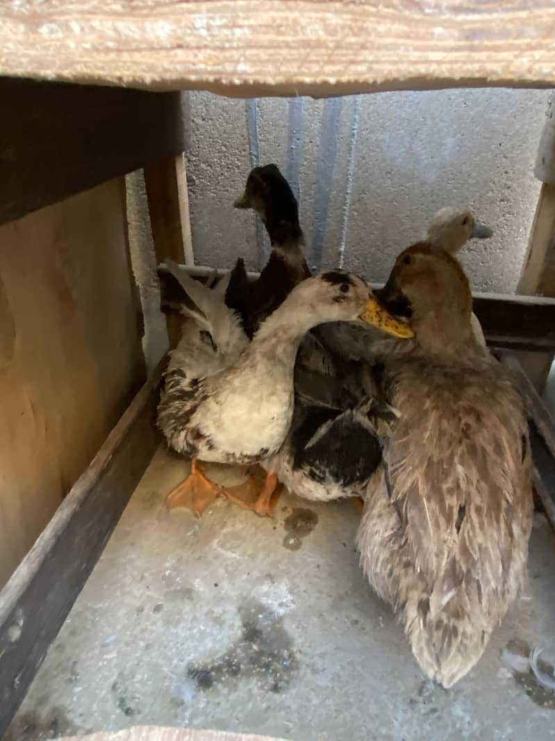 Ducks 0