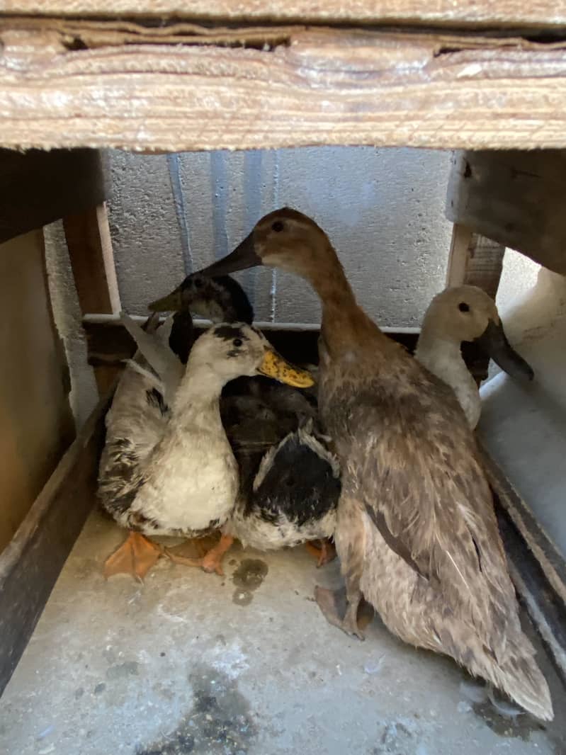 Ducks 1