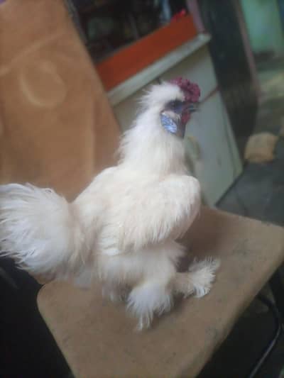 Silkie chicken for sale