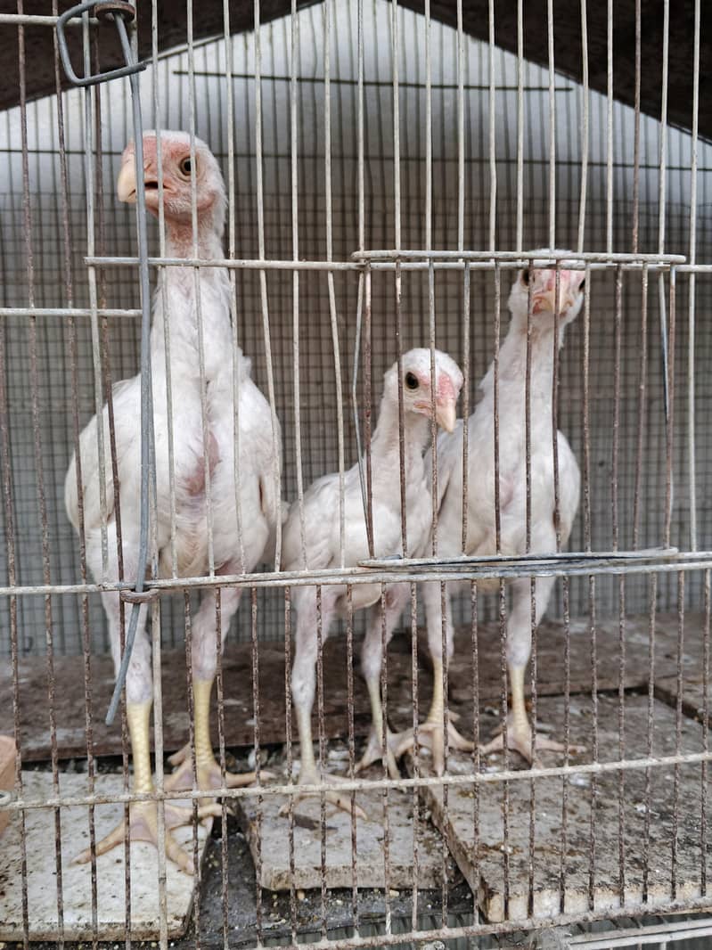 parrotbeak chicks 0
