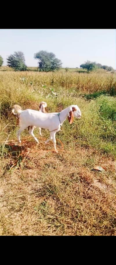 Bakri with makhi cheeni path