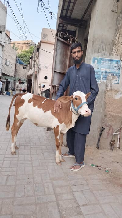 Genhi bachiya available for sale