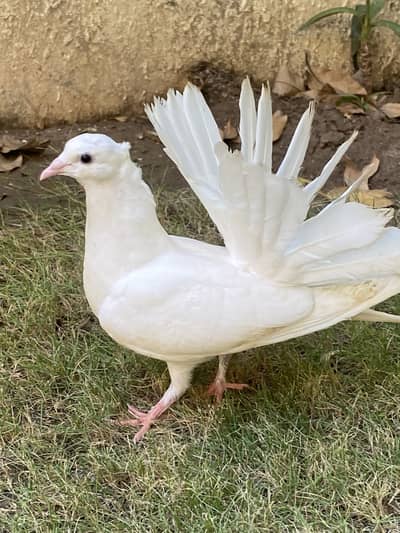 Pigeons Laka Kabootar