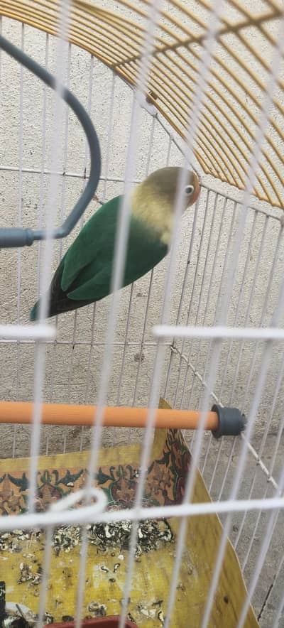 love bird female with cage