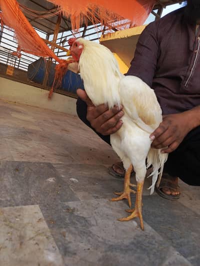aseel heera white