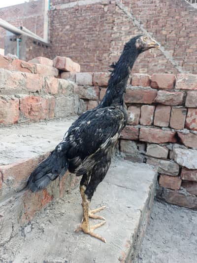 100% active shamo female long hight