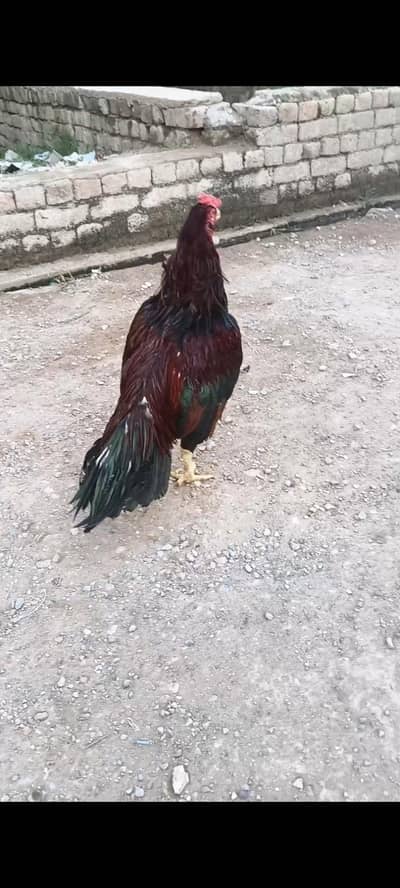 lakha aseel mian wali amroha
