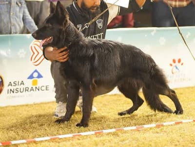 Black shepherd breeder female available for sale Pink pedigree