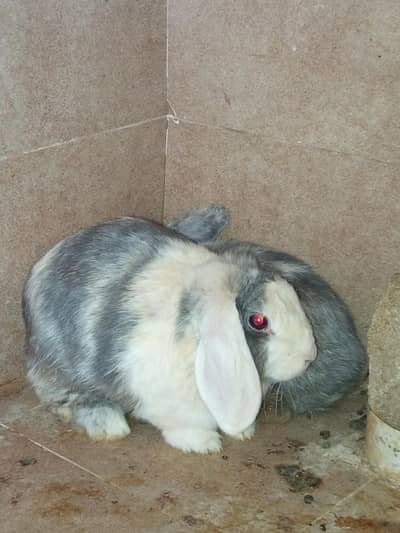 Holland Lop Rabbits Fancy Pair With 1 Baby
