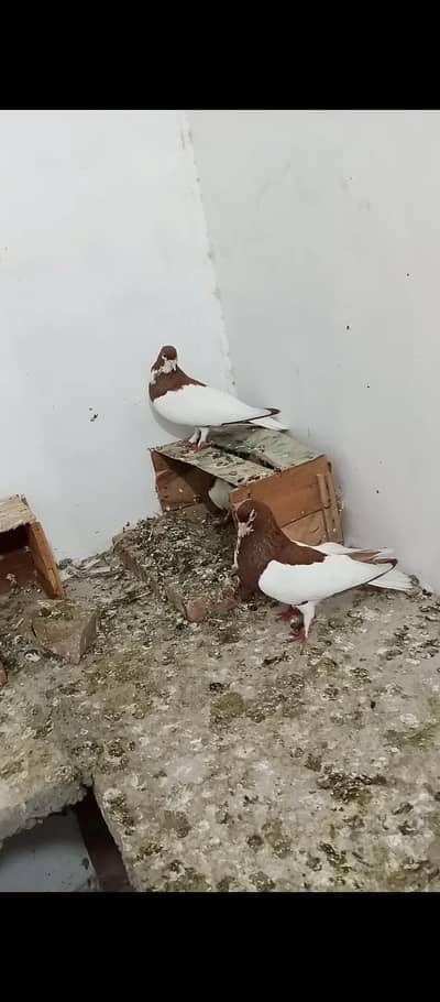 multani Laal khal breeder jora available