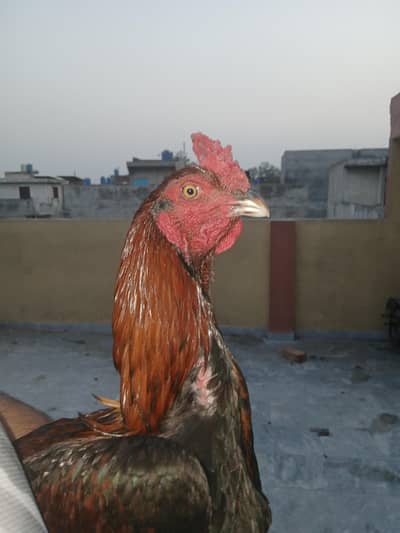 BURMI PAKOYA urgent sale WHTSAP 03090912503