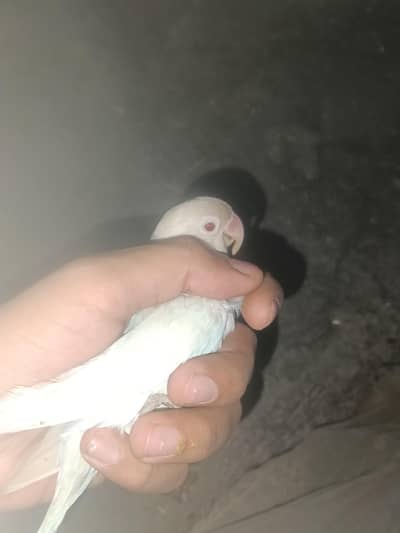albino red eyes