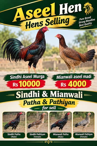 Sindhi & Mianwali Aseel Pair