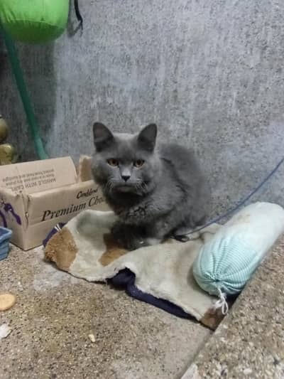 British shorthair