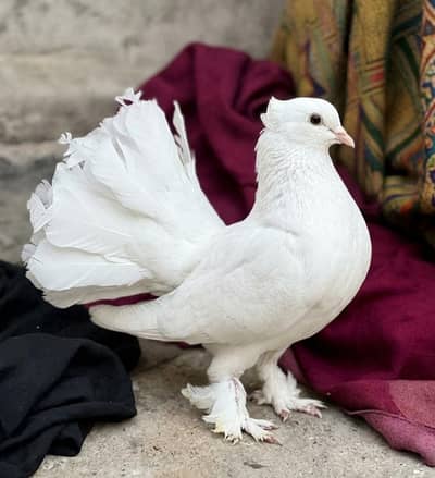 healthy and active lakha pigeon breeder pair