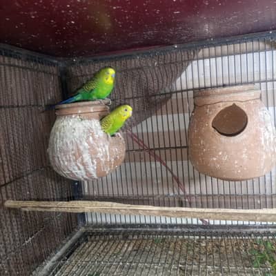 Australian parrot for sale