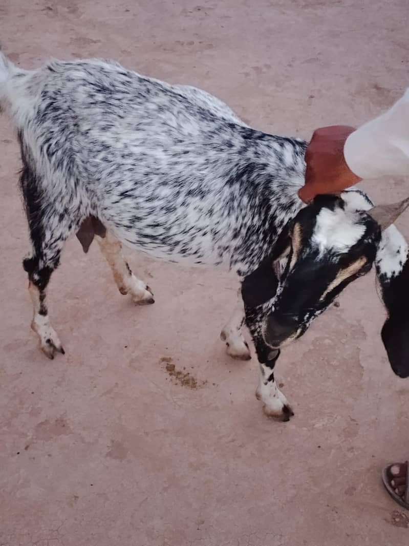 goats 0
