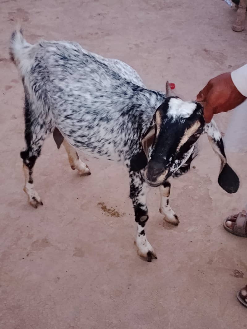 goats 1