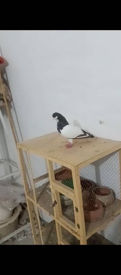 sia khal kante Kash female available