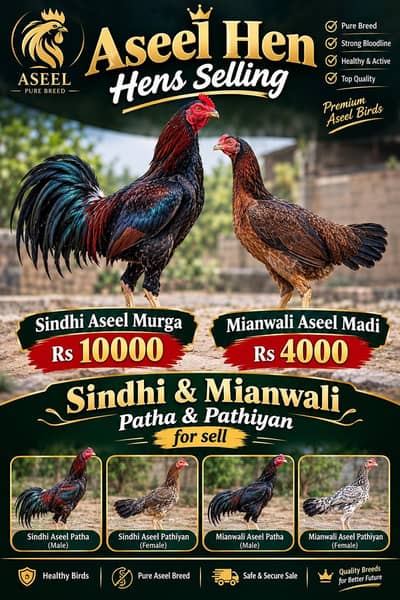 Sindhi & Mianwali Pair