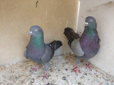 shahjan kabli pair for sale. . .